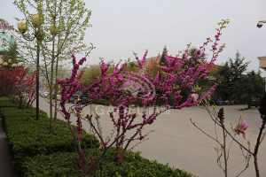厂区环境